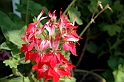 virag_2