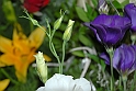 virag_5