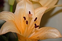 virag_6