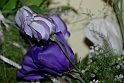 virag_8