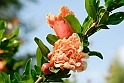 virag_9
