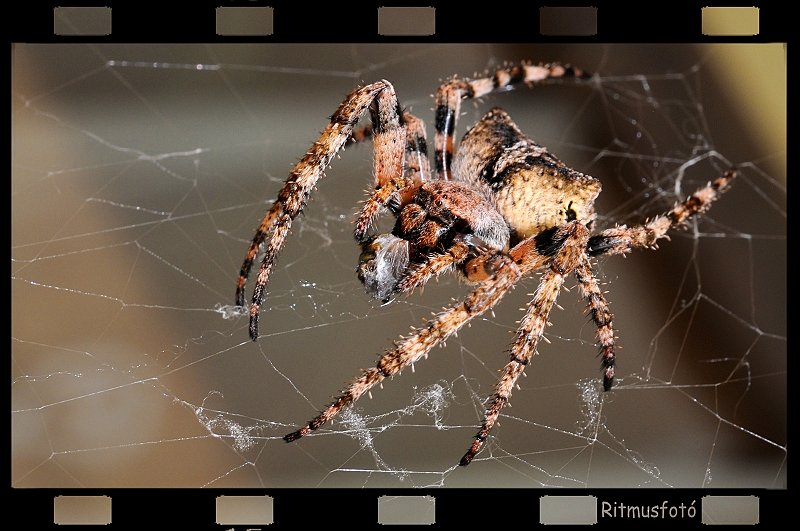 DSC_3098-k.jpg