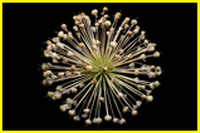 Ritmusfoto, Piti István, Kis Anita Gyöngyi