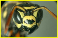 Ritmusfoto, Piti István, Kis Anita Gyöngyi